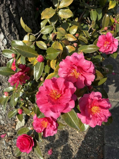 8d88a12d-33ed-4e8c-b03d-3420550bb82d